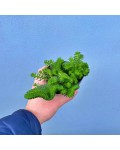 Sedum Cristatum контейнер